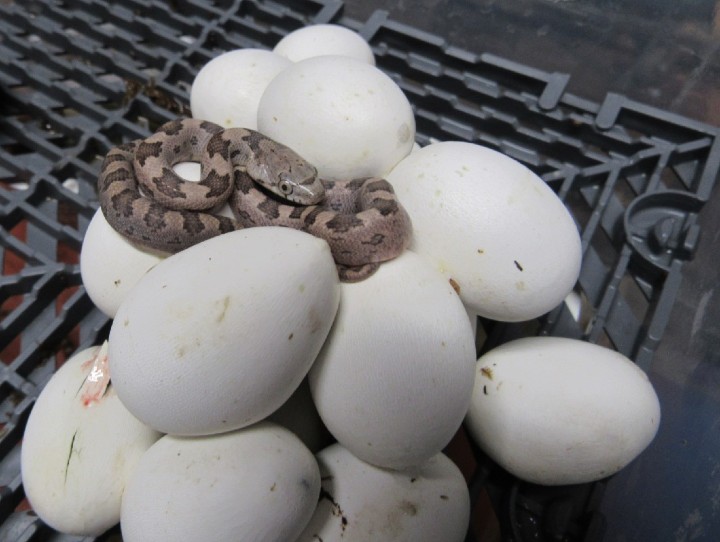 Striped Butter Corn Snake